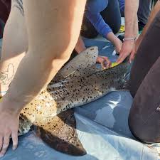 Image result for Triakis megalopterus