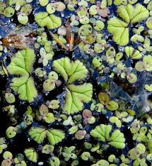 Attēlu rezultāti vaicājumam “Ricciocarpos natans”