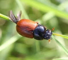 Attēlu rezultāti vaicājumam “Aphodius subterraneus”