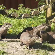 Image result for Worthing Otters