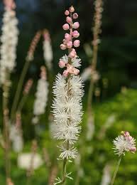 Image result for Silberkerze