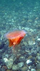 Image result for Cyanea capillata