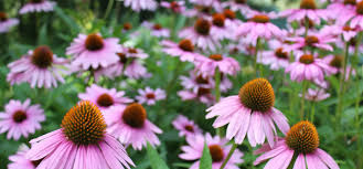 Image result for Echinacea angustifolia