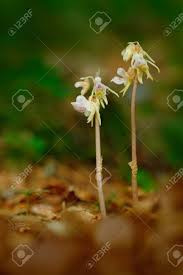 Attēlu rezultāti vaicājumam “Epipogium aphyllum”