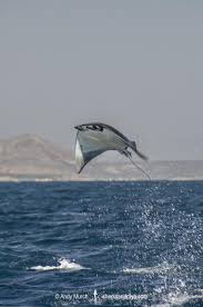 Image result for Mobula munkiana
