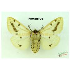 Attēlu rezultāti vaicājumam “Spilosoma lutea imago”