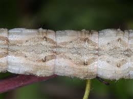 Attēlu rezultāti vaicājumam “Crocallis elinguaria larva”