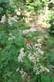 Attēlu rezultāti vaicājumam “Luzula luzuloides leaf”