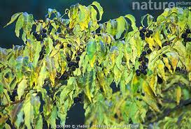 Attēlu rezultāti vaicājumam “Phellodendron amurense”