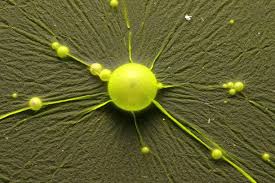 Attēlu rezultāti vaicājumam “Cyanophyta”