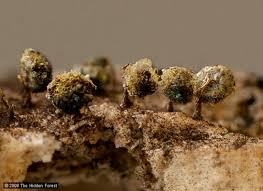 Attēlu rezultāti vaicājumam “Physarum flavicomum stalked”