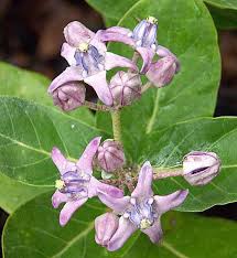 Attēlu rezultāti vaicājumam “Asclepiadaceae”