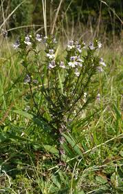Image result for Euphrasia stricta