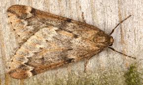 Attēlu rezultāti vaicājumam “Alsophila aescularia”