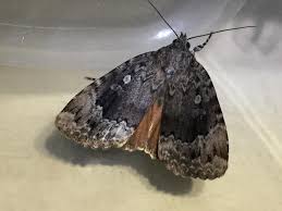 Attēlu rezultāti vaicājumam “Amphipyra”