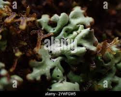 Attēlu rezultāti vaicājumam “Menegazzia terebrata”