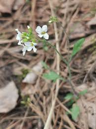 Attēlu rezultāti vaicājumam “Cardaminopsis arenosa leaf”