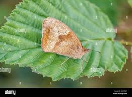 Attēlu rezultāti vaicājumam “Maniola jurtina female”