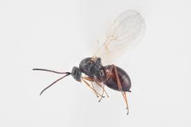 Attēlu rezultāti vaicājumam “Aulacidea hieracii”