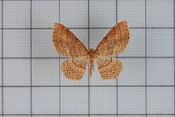 Attēlu rezultāti vaicājumam “Hydrelia sylvata”