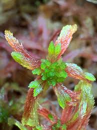 Attēlu rezultāti vaicājumam “Sciuro-hypnum”