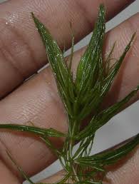 Attēlu rezultāti vaicājumam “Nitella flexilis”