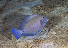 Image result for Acanthurus chirurgus