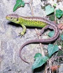 Attēlu rezultāti vaicājumam “Lacerta agilis male”