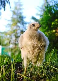 Attēlu rezultāti vaicājumam “Accipiter gentilis nest”