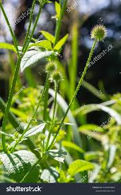 Image result for Dipsacus pilosus