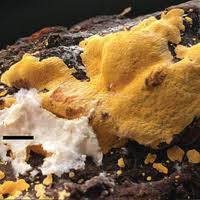 Attēlu rezultāti vaicājumam “Perenniporia subacida”