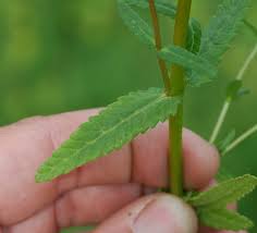 Attēlu rezultāti vaicājumam “Rhinanthus serotinus leaf”