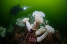 Image result for Breakwater Divers