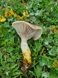 Attēlu rezultāti vaicājumam “Microbotryum tragopogonis - pratensis”