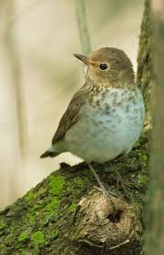 Image result for Catharus ustulatus