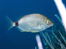 Image result for Diplodus cadenati