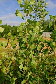 Attēlu rezultāti vaicājumam “Populus nigra”