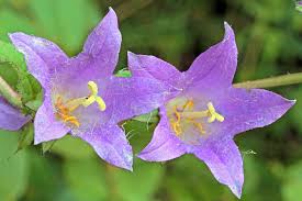 Attēlu rezultāti vaicājumam “Campanulaceae”