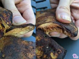 Attēlu rezultāti vaicājumam “Buglossoporus quercinus”