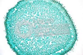 Attēlu rezultāti vaicājumam “Hydnum sp.”