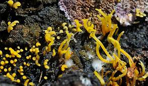 Attēlu rezultāti vaicājumam “Calocera viscosa”