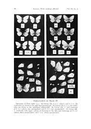 Attēlu rezultāti vaicājumam “Pieris rapae underside”