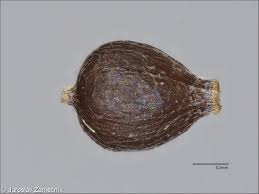 Attēlu rezultāti vaicājumam “Cyperus fuscus fruit”