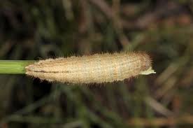 Attēlu rezultāti vaicājumam “Erebia ligea underside”