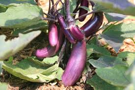 Afbeeldingsresultaat voor slim jim eggplant