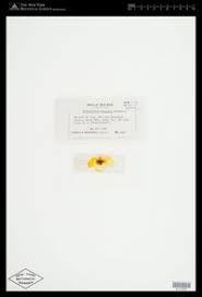 Attēlu rezultāti vaicājumam “Pleurococcus vulgaris”