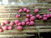 Attēlu rezultāti vaicājumam “Lycogala exiguum aggr.”