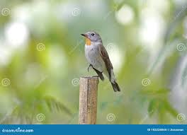 Image result for Ficedula albicilla