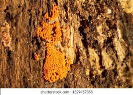 Attēlu rezultāti vaicājumam “Nectria peziza”