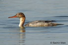 Attēlu rezultāti vaicājumam “Mergus serrator female”